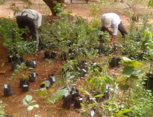 Forestation at Manav Bustan by Djed Foundation and New Acropolis Members